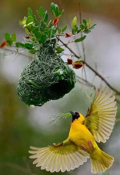 小鳥築巢意思|鳥巢看鳥的個性…. 自從去年有白頭翁來我陽台樹上築。